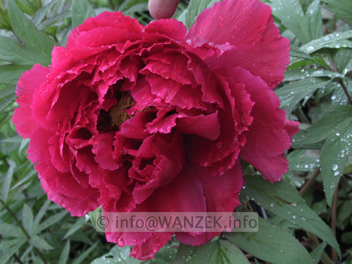 Paeonia suffruticosa Rosarot 2.JPG